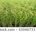 綠色 農業 農作 43046733