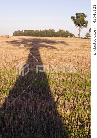 Majestic oak shadow on harvested field in evening Majestic oak shadow on harvested field in evening 43046822