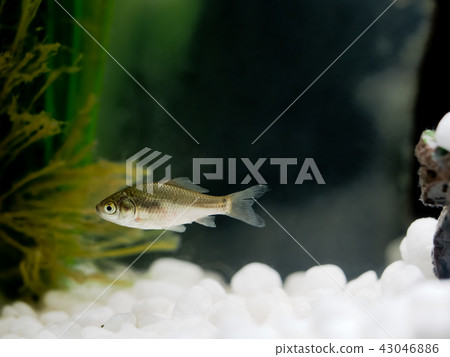 Funa的未成熟魚 43046886