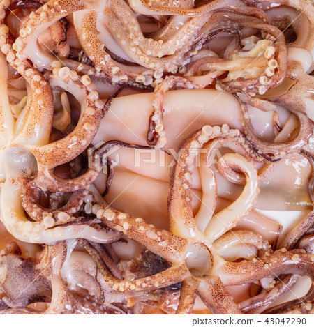 raw squid prepared for cooking 43047290