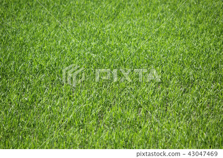 green grass as background or texture green grass as background or texture 43047469