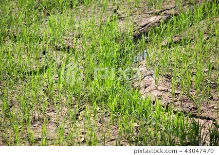 rice is growing on dry land rice is growing on dry land 43047470