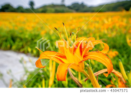 Hualien Chikhan Jinjinhua Season Small Switzerland Valerian Orange Daylily Forgetting Grass Golden Needle Hualien Chikhan Jinjinhua Season Small Switzerland Valerian Orange Daylily Forgetting Grass Golden Needle 43047571