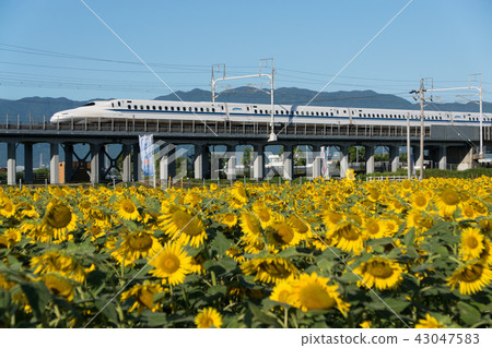 東海道新幹線N 700系列和向日葵領域 43047583