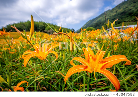 花蓮 赤柯山 金針花季 小瑞士 萱草 Orange Daylily 忘れ草 金針花 花蓮 赤柯山 金針花季 小瑞士 萱草 Orange Daylily 忘れ草 金針花 43047598