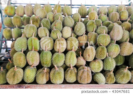 Durian displayed and sold in Malaysia stall  43047681
