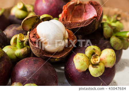 Close-up of freshly harvested organic mangosteen Close-up of freshly harvested organic mangosteen 43047684