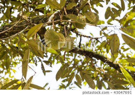 Bunches of fresh organic durain fruits on tree Bunches of fresh organic durain fruits on tree 43047691