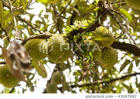 Bunches of fresh organic durain fruits on tree 43047692