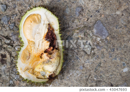 Close-up of rotten durian fruit, infested by pest 43047693