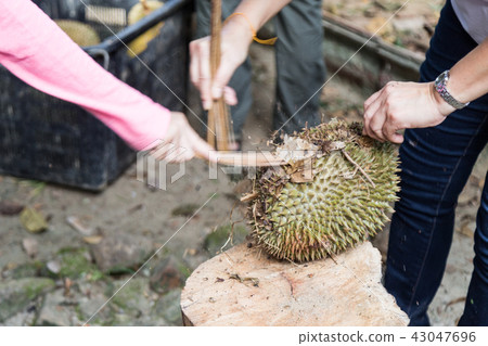 Farmer cleaning husk of freshly harvested durian 43047696
