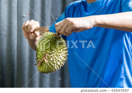Farmer cleaning husk of freshly harvested durian Farmer cleaning husk of freshly harvested durian 43047697