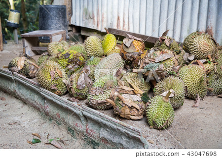 Freshly harvested organic durian at plantation 43047698