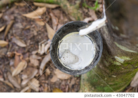 Close-up of rubber tree with focus on fresh latex  43047702