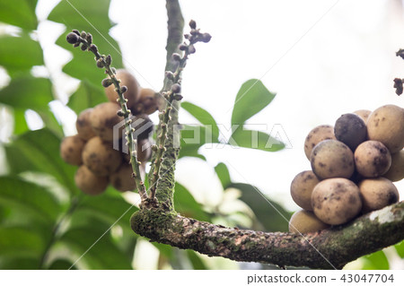 Focus on langsat or lanzones fruit flower at stem Focus on langsat or lanzones fruit flower at stem 43047704