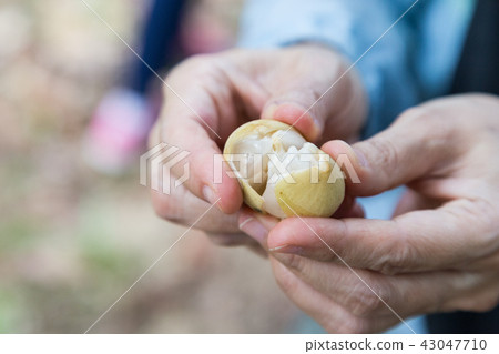 Fingers peeling langsat fruit Fingers peeling langsat fruit 43047710