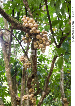 Langsat or lanzones fruit on stem at orchard Langsat or lanzones fruit on stem at orchard 43047713
