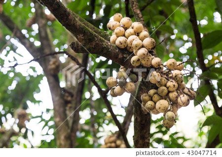 Langsat or lanzones fruit on stem at orchard 43047714