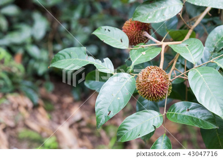 Fresh organic pulasan fruit or Nephelium Fresh organic pulasan fruit or Nephelium 43047716