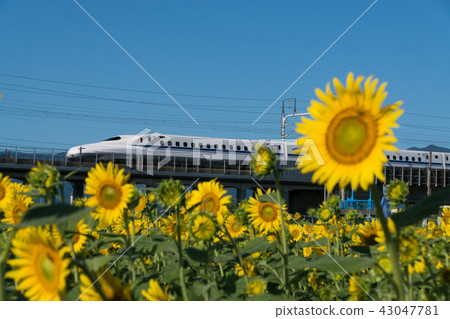 向日葵和N 700系列子彈頭列車 43047781