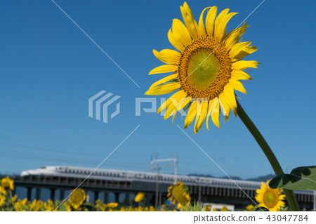 向日葵和子彈火車 43047784