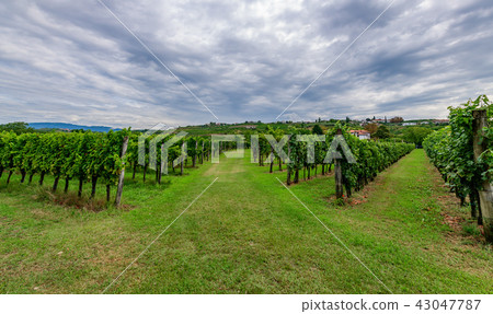 Vineyards with rows of grapevine in Gorska Brda, Slovenia 43047787
