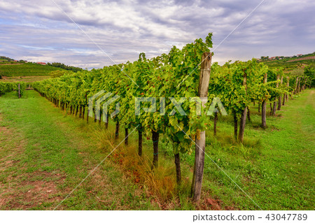 Vineyards with rows of grapevine in Gorska Brda, Slovenia 43047789