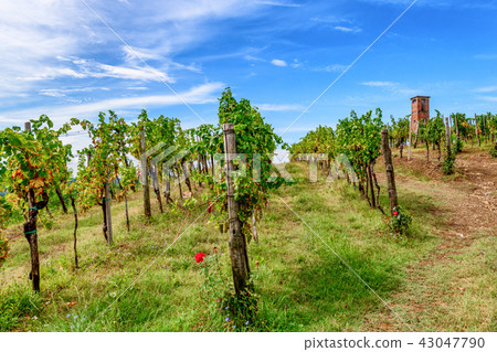 Vineyards with rows of grapevine in Gorska Brda, Slovenia, old military watch tower in background 43047790