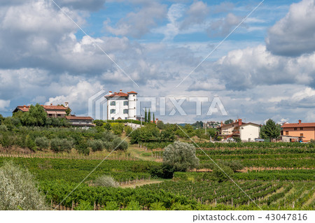 Olive trees and vineyards surround the Village of Ceglo, also Zegla in famous Slovenian wine growing 43047816
