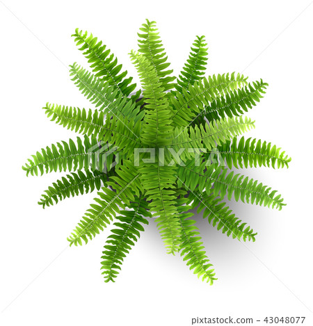 fern in a pot top view fern in a pot top view 43048077