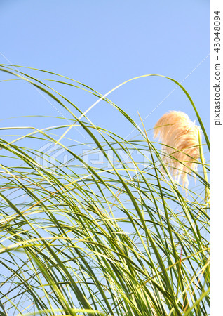 Reeds in summer 43048094