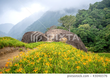 花蓮 赤柯山 金針花 千噸石龜 赤柯神木 Orange Daylily 忘れ草 金針花 43048376