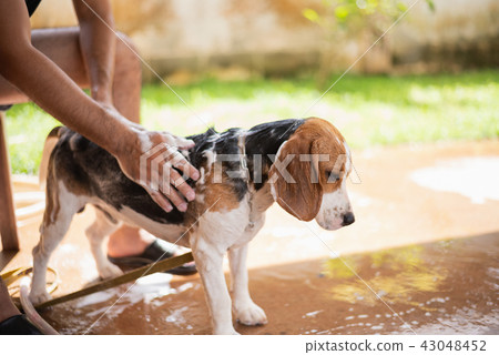 Cute puppy beagle taking a shower Cute puppy beagle taking a shower 43048452