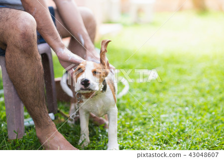Cute puppy beagle taking a shower Cute puppy beagle taking a shower 43048607