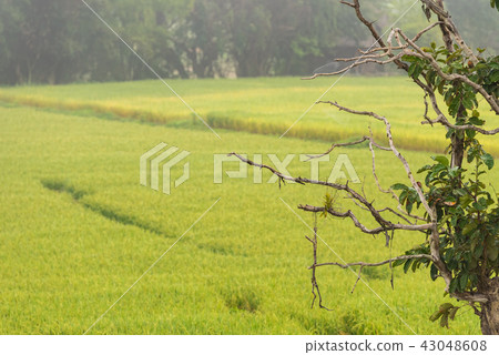 rice farm in the morning rice farm in the morning 43048608