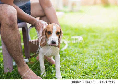 Cute puppy beagle taking a shower 43048649
