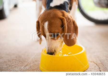 puppy beagle dog drinking water puppy beagle dog drinking water 43048655
