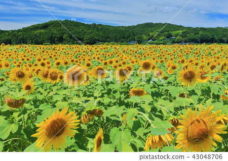 Mashiko Town Sunflower Festival Mashiko Town Sunflower Festival 43048706