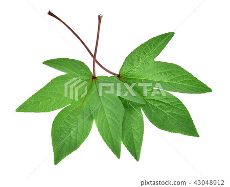 Roselle Leaves on white background 43048912