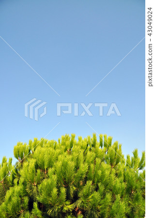 Pine tree leaves Pine tree leaves 43049024