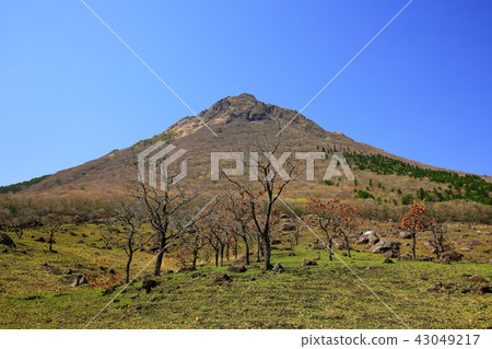 Oita Prefecture Spring Yufudama footbelt Oita Prefecture Spring Yufudama footbelt 43049217