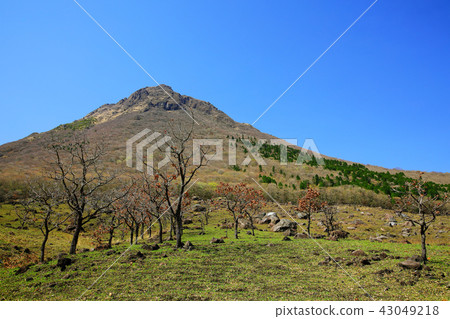 Oita Prefecture Spring Yufudama footbelt 43049218