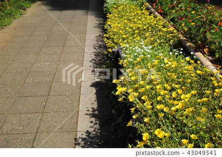 門廊raka盛開在公園和人行道的花壇 43049341