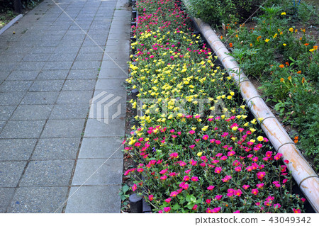 門廊raka盛開在公園和人行道的花壇 門廊raka盛開在公園和人行道的花壇 43049342