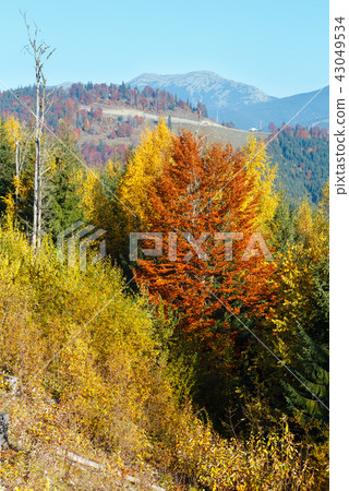 Morning autumn Carpathians landscape. Morning autumn Carpathians landscape. 43049534