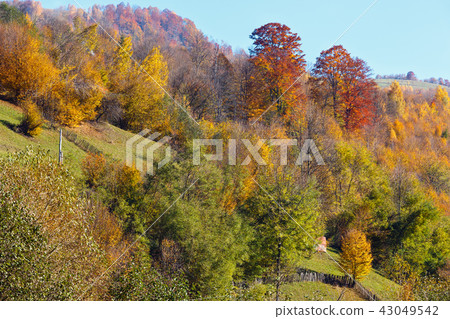 Autumn Carpathian mountains (Ukraine). Autumn Carpathian mountains (Ukraine). 43049542