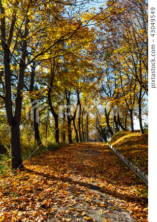 Autumn maple trees in park 43049549