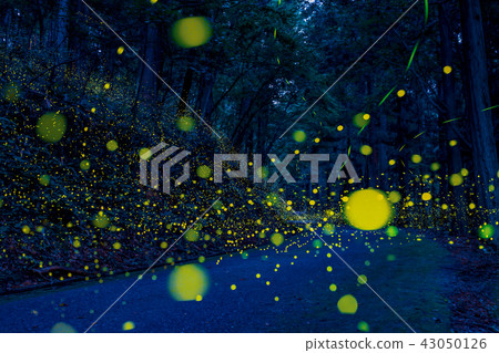 Light path (co-starring Himeboro and Genji firefly) 43050126