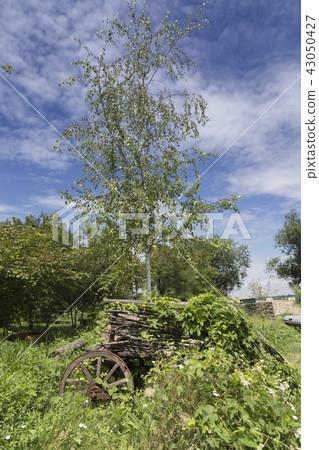 Beautiful summer landscape with a birch and cart. Beautiful summer landscape with a birch and cart. 43050427