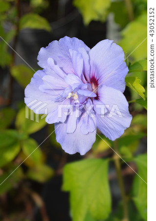 Rose Of Sharon Blue Chiffon Rose Of Sharon Blue Chiffon 43052152